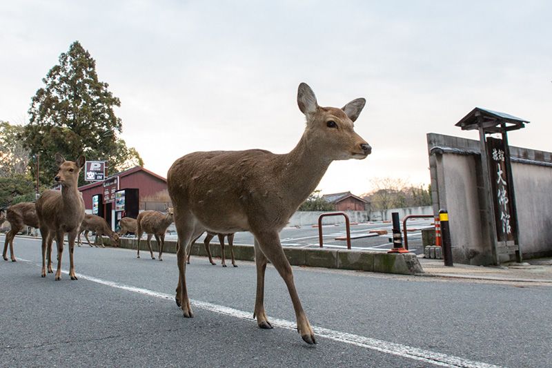 20 Lugares Impresionantes para Visitar en Japón Más Allá de Tokio y Osaka